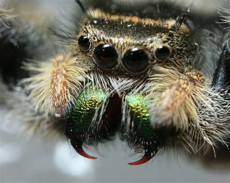 Jumping Spider Fangs | Same Jumper. I think I got too close,… | Flickr