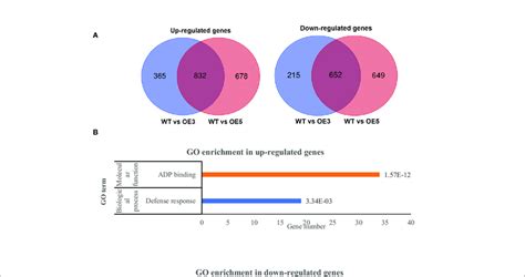 Photoperiodism Photoperiodism, flowering Regulation of photoperiodism,... | Download Scientific ...