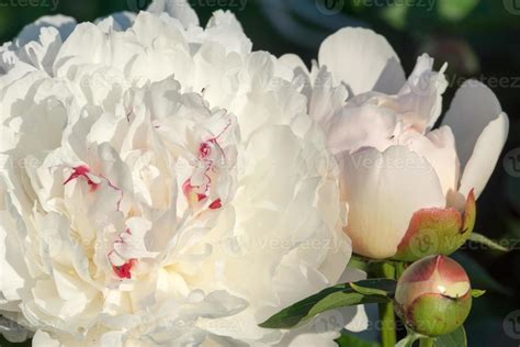 White peony flowers 12220002 Stock Photo at Vecteezy