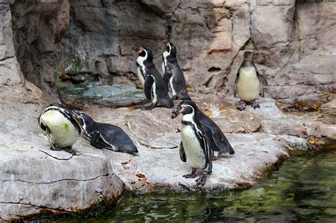 WSpinPhotos: Penguins at the St. Louis Zoo | St louis zoo, Penguins, Zoo