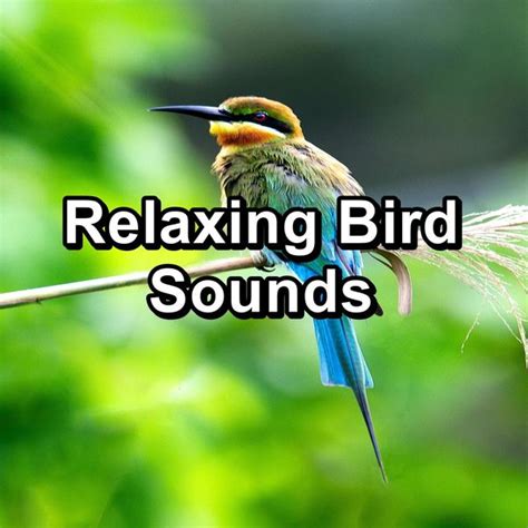 Relaxing Bird Sounds, Nature Bird Sounds - Qobuz