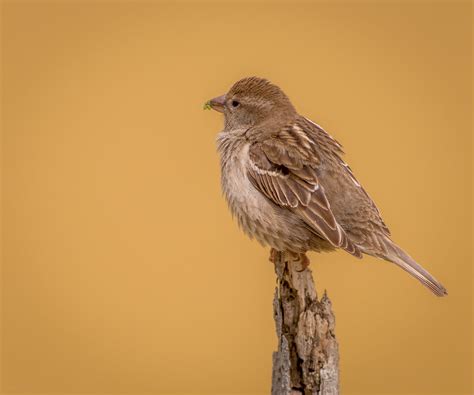 Birds of Malta photo competition - CLOSED | BirdLife Malta