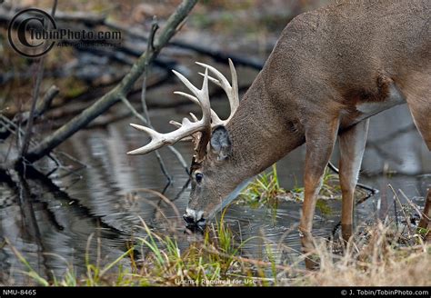 Deer Drinking Water From a Stream NMU-8465