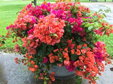 Bougainvillea Colors