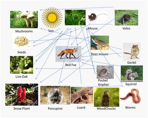 Fox Food Chain To Plant