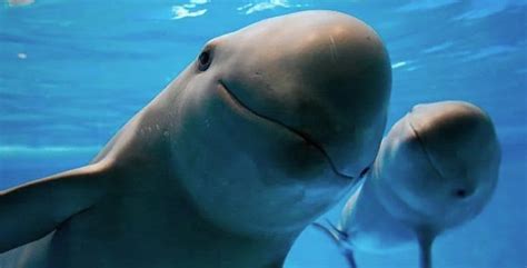 They Warn Imminent Extinction of the Vaquita Marina | Maritime Herald