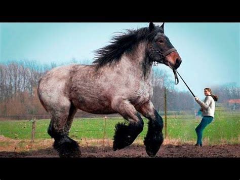 Look What the World's Largest Horse Is Capable of | Largest horse breed, Big horse breeds, Big ...