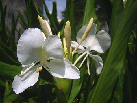 Flor de Mariposa, Cuba (Ginger Lily) | Flores exóticas, Flores, Flores blancas