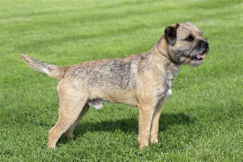 Border Terrier - Dog-Breeds.net