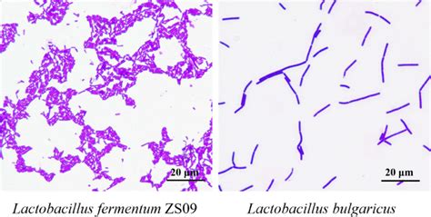 Lactobacillus Casei Gram Stain