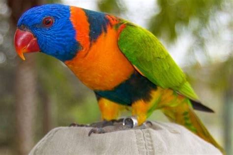 Loro Arcoíris (Trichoglossus haematoduso) | Animales y mascotas, Mascotas, Loro