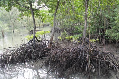 Searching For Crocodiles at Sungei Buloh Wetland Reserve, Singapore