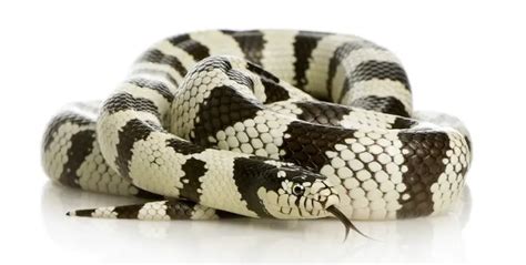 California Kingsnake: Is This Stunning Snake Right For You? - Everything Reptiles