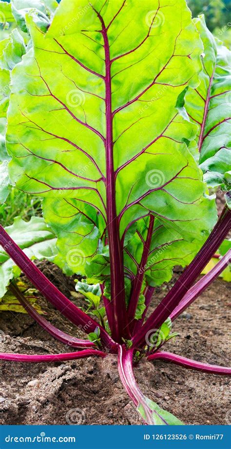 Beetroot Growing. Beetroot Leaf. Leaves of a Beet Plant. Stock Photo - Image of ground, organic ...