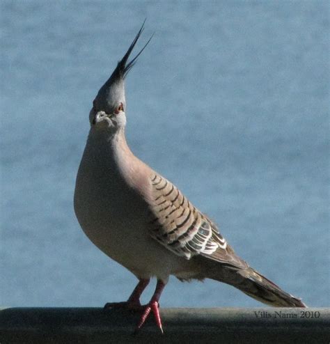 Australian Birds: Crested Pigeon