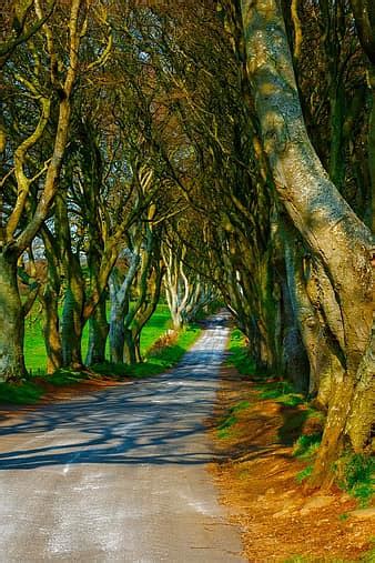 avenue, trees, the dark hedges, ireland, landscape, branches, forest ...