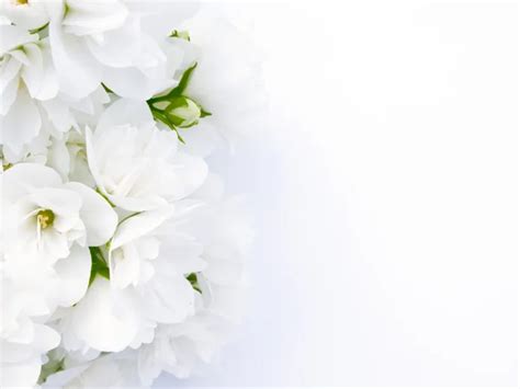 Flower white background Stock Photos, Royalty Free Flower white ...