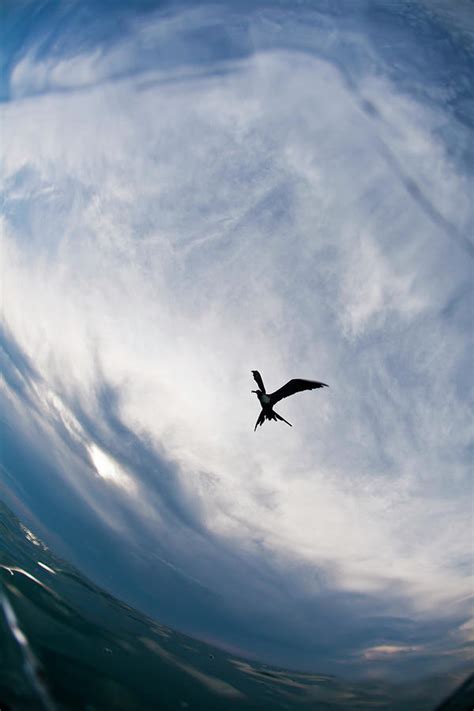 A Frigate Bird Is Seen Flying Photograph by Logan Mock-Bunting | Fine Art America