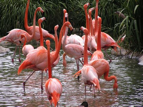 Flamenco | Aprende las principales caractererísticas del Mundo Animal y Vegetal