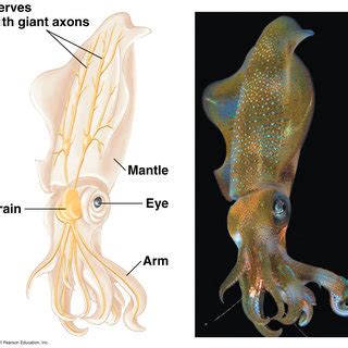 The squid giant axon. The giant axon is a very large (up to 1 mm in... | Download Scientific Diagram