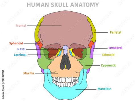 Skull bones diagram, front. Cranium colorful parts structure, anterior ...