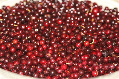 Making Chokecherry Syrup | Chokecherry syrup, Chokecherry, Syrup recipe