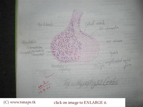 Histology Slides Database: histological diagram of pituitary gland