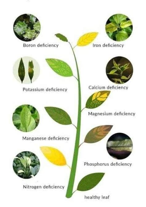 Deficiencies