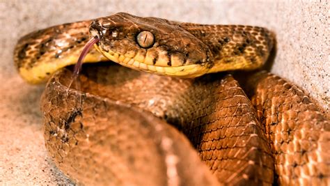 OUR VIEW: Strengthen efforts to eradicate brown tree snake