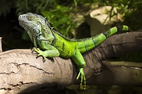 My boy relaxing! 😎 Chinese Water Dragon 🐉 : r/reptiles