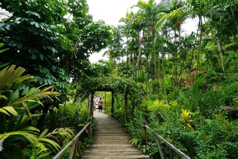 botanical_gardens - The Fiji Orchid