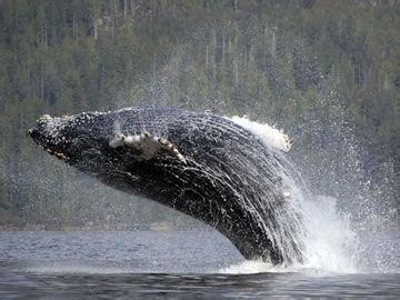 Whale breaching in Nootka Sound | Wildlife adventure, Vancouver island, Whale watching tours