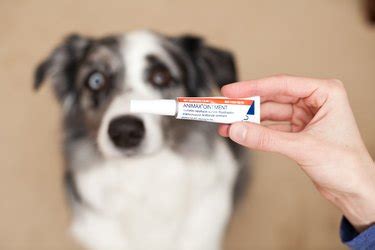 Animax Ointment for Dogs | Cuteness