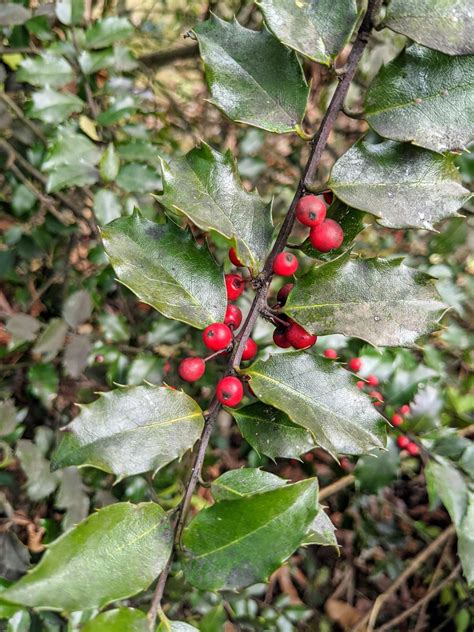 Pruning the Holly - The Martha Stewart Blog