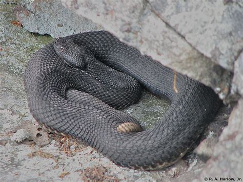 Black Timber Rattlesnake.08' | Crotalus horridus, VIPERIDAE … | Flickr