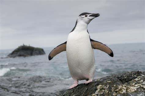 Chinstrap penguin numbers fall as climate change bites – researchers - The Irish News