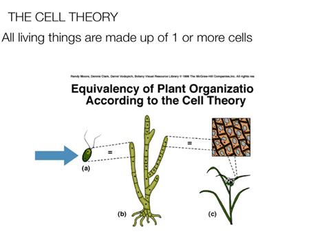 Cell theory on FlowVella - Presentation Software for Mac iPad and iPhone