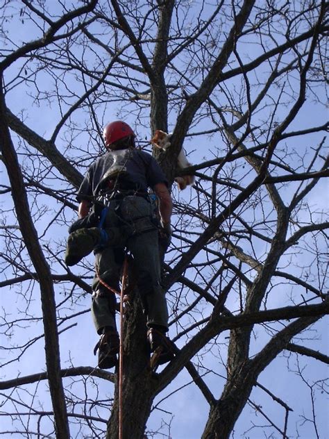 Cat Rescue « Foothills Tree Service