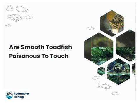 Are Smooth Toadfish Poisonous To Touch | rodmasterfishing.com