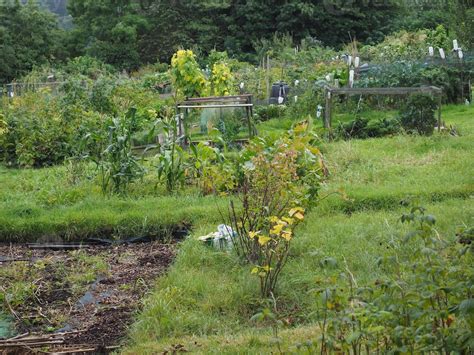 Allotment garden community garden 3214675 Stock Photo at Vecteezy