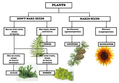 dichotomous key for plants | Science Teaching ideas | Pinterest | Crafts, 5th grades and Keys