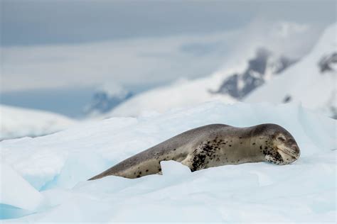 Wildlife - Antarctica