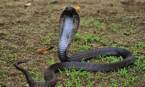 Equatorial Spitting Cobra Animal Facts | Naja sumatrana - Wiki Point