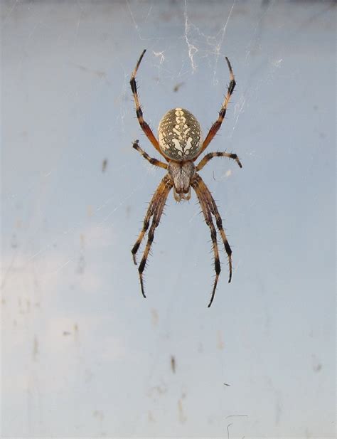 Bug Eric: Spider Sunday: Western Spotted Orbweaver