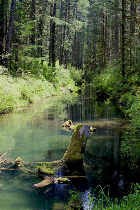 Hiking In The Rainforests Of The Cowichan Valley Is A Luxury On Its Own ...