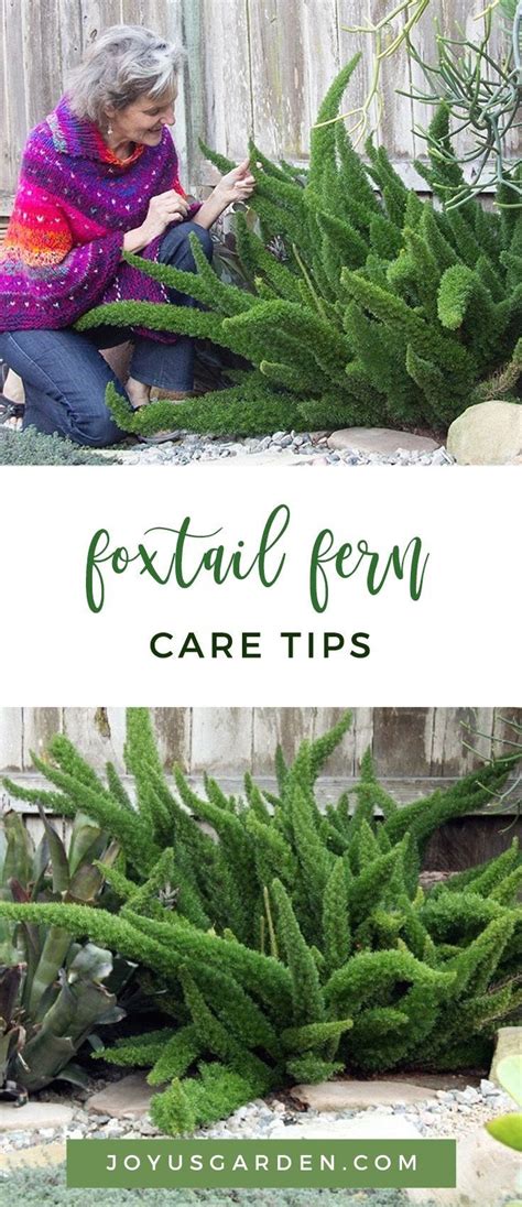 Foxtail Fern Care Tips | 1000 | Foxtail fern, Foxtail fern care, Ferns ...