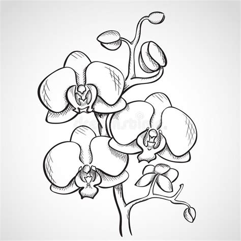 Photo about Sketch orchid branch, hand drawn, ink style. Illustration ...