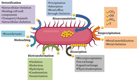 Frontiers | Microbial Interventions in Bioremediation of Heavy Metal Contaminants in Agroecosystem