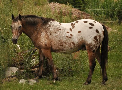 Appaloosa Animal Wallpapers - Wallpaper Cave