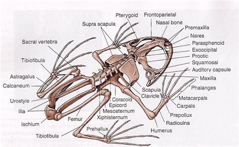 Zoologia, Desenhos